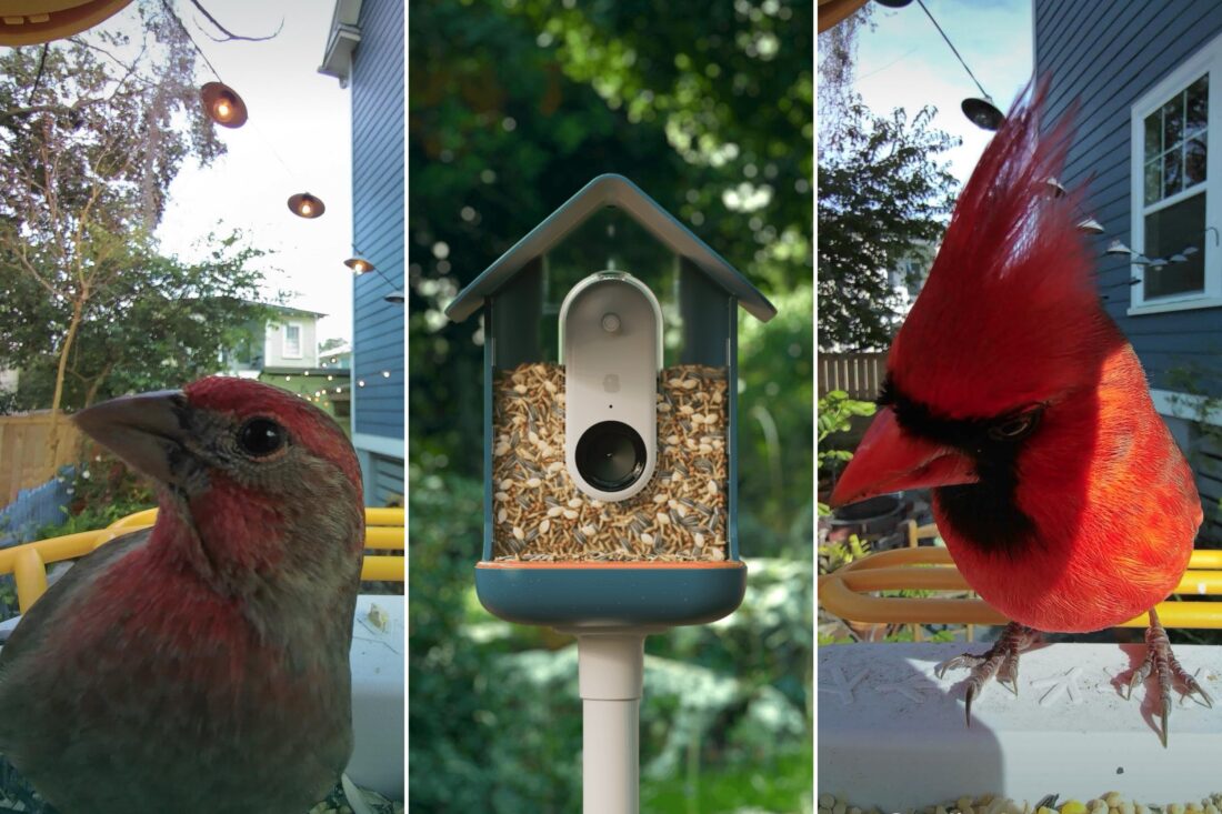 A collage of three photos. On the right a cardinal, on the left a bird with red speckles, in the center a clear bird feeder with a camera attached.