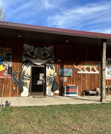 A building with cats painted on the side