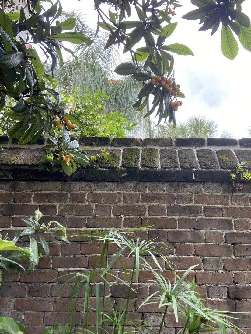 A loquat tree