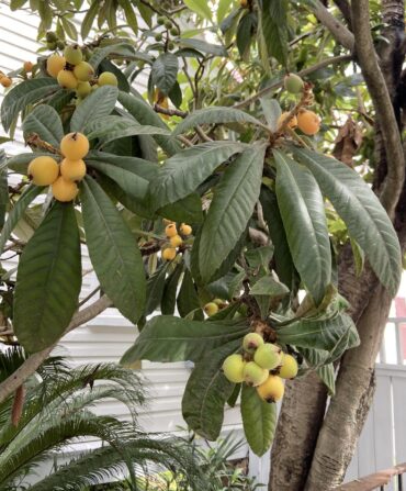 A loquat tree up close