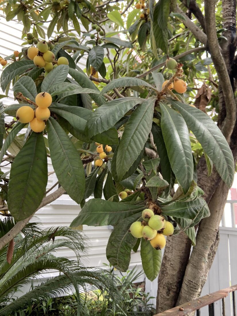 A loquat tree up close