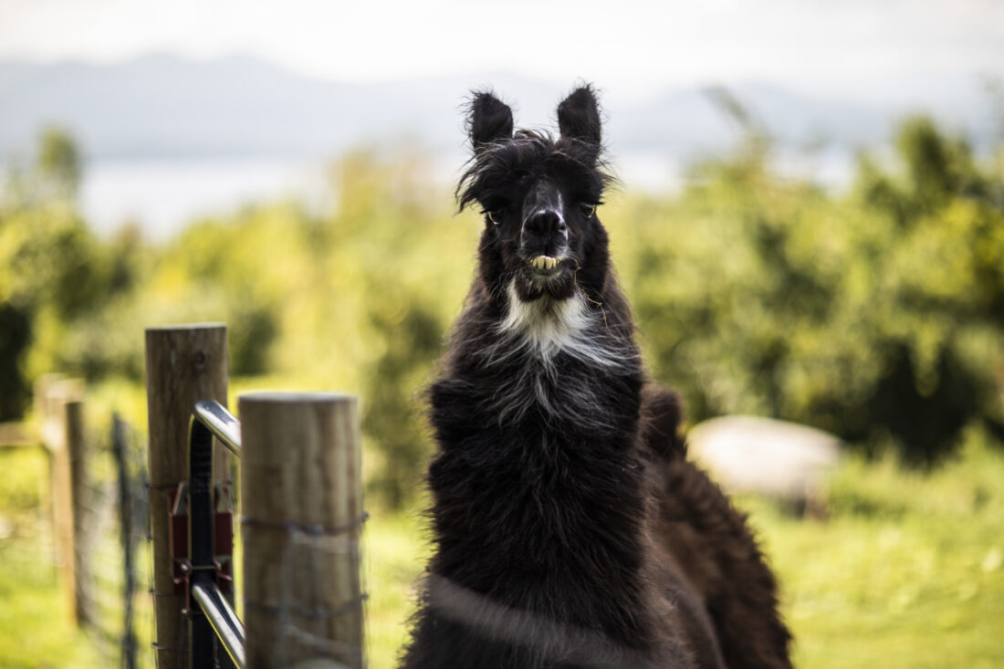 A black llama