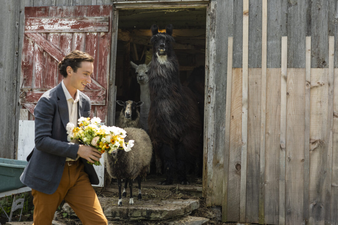 A man holds flowers while animals in a barn watch