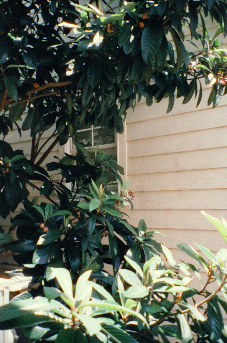 A fruiting loquat tree in front of a window on a house