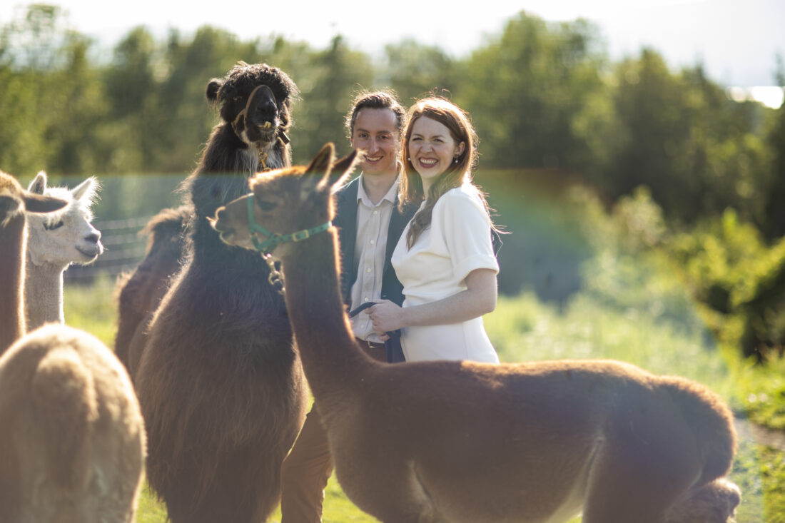 A married couple holds llamas by lead ropes