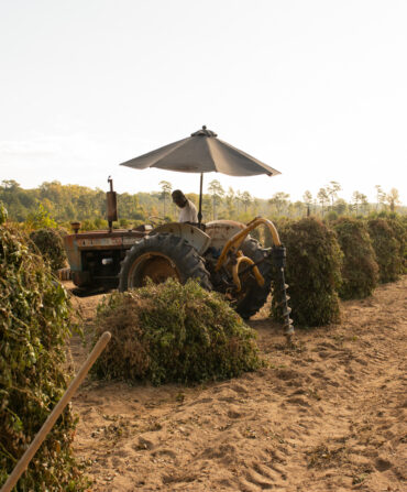 A man on a tractor with an umbrella attached to the top driving through fields of peanut plants.