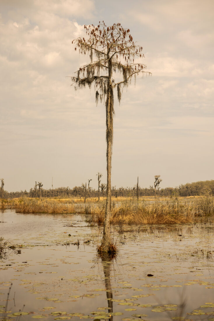 A tree sticks out of swampy water