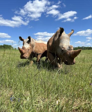 White Rhinos roaming through a field of tall, green grass.