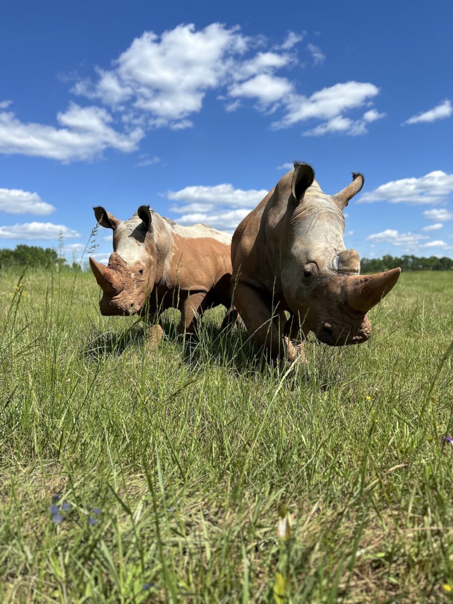 White Rhinos roaming through a field of tall, green grass.