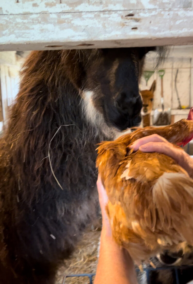 A llama sniffs a chicken