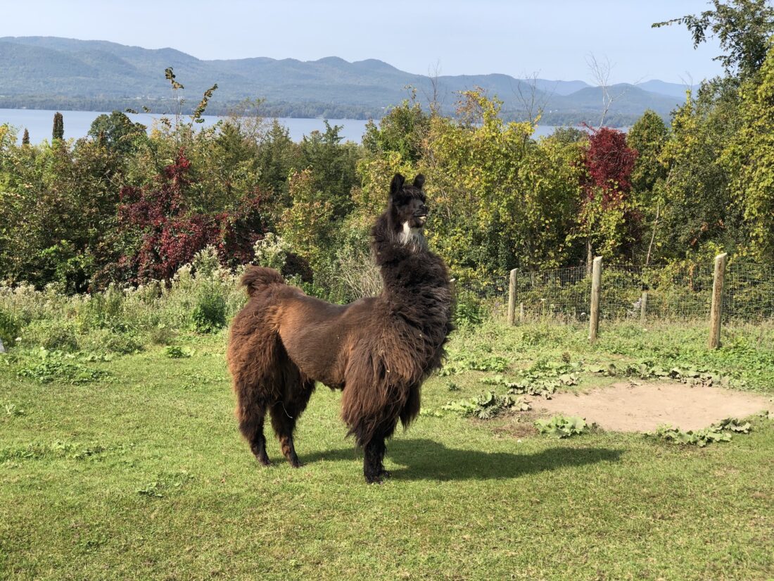 A llama stands in a field