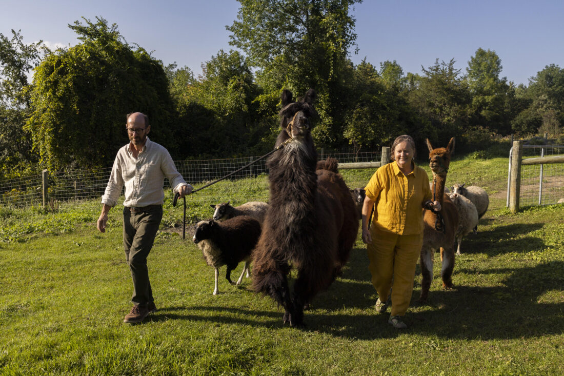 A man and woman lead a pack of llamas