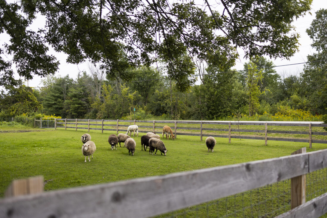 A pasture of sheep