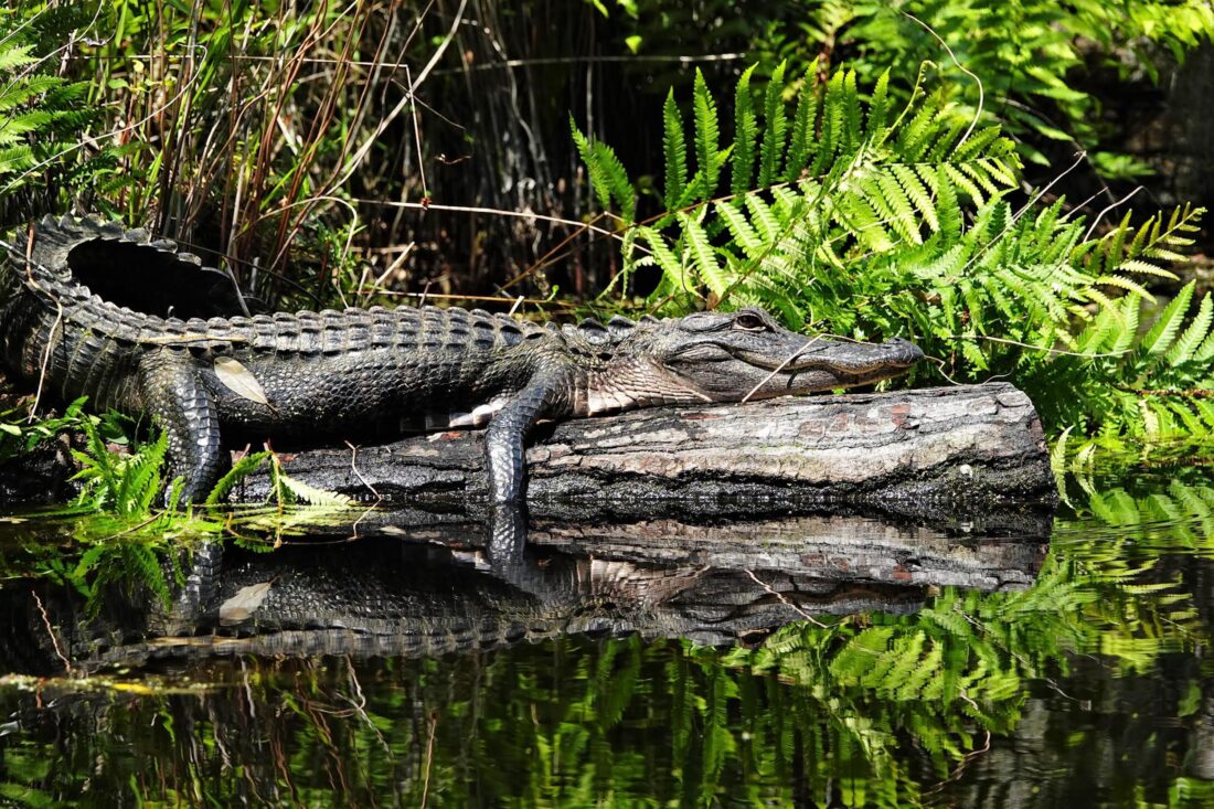 An alligator lays on a tree limb on the water