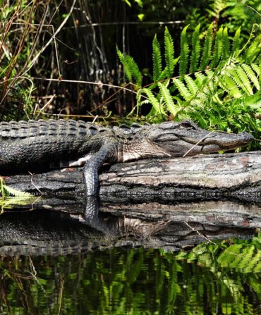 An alligator lays on a tree limb on the water