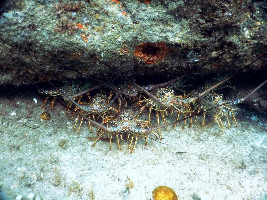 A group of lobsters under a rock.