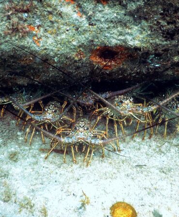 A group of lobsters under a rock.