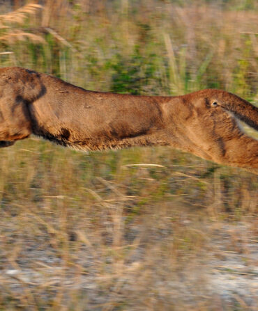 A Florida panther runs in grass