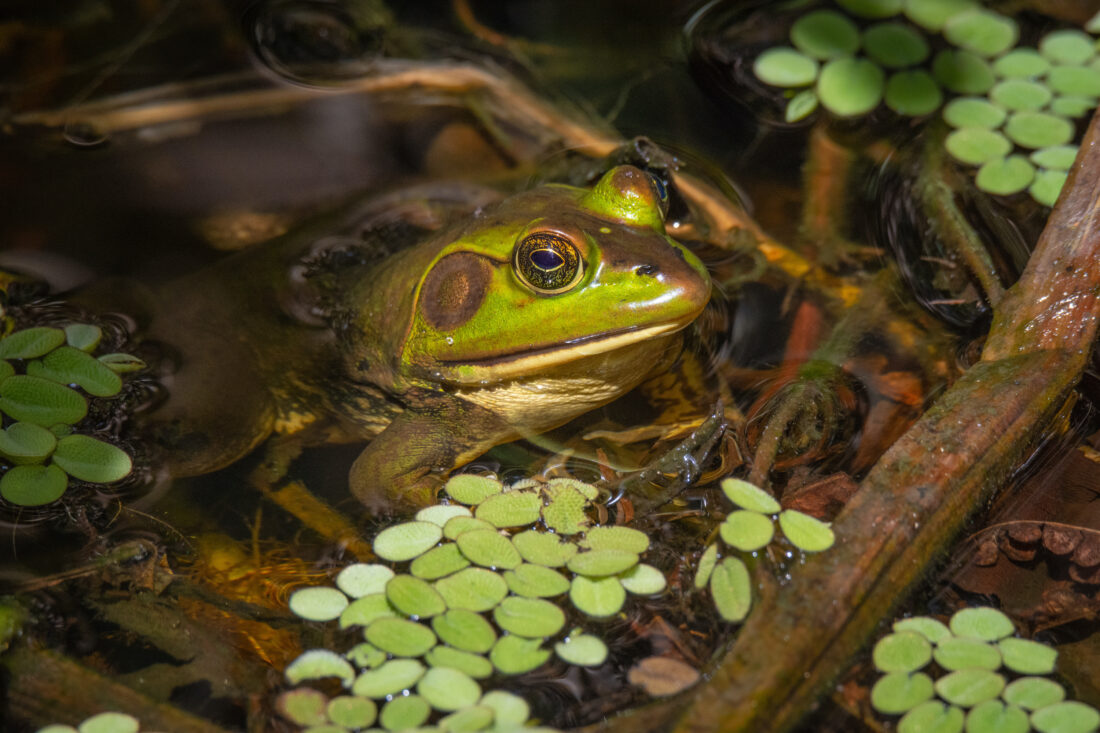 A pig frog in a swamp