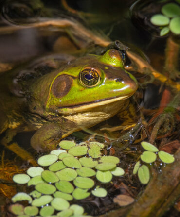 A pig frog in a swamp