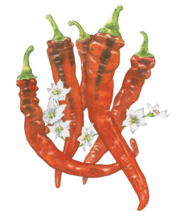 An illustration of red peppers