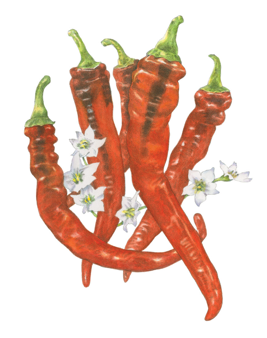 An illustration of red peppers