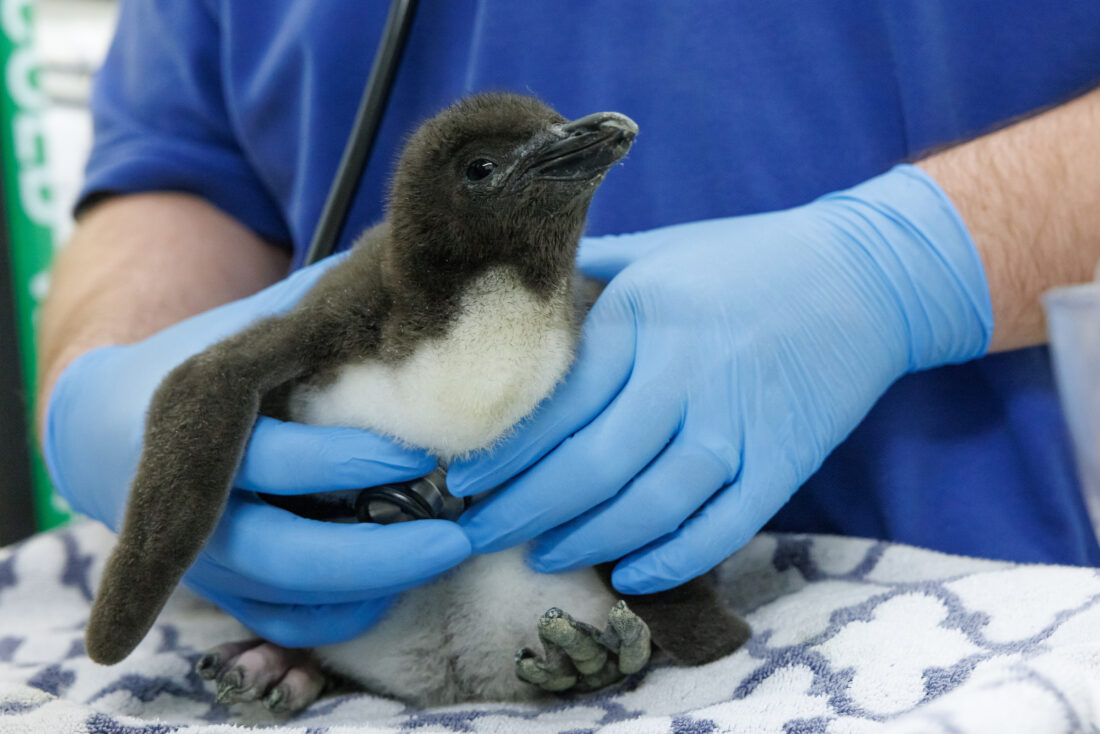 A penguin chick