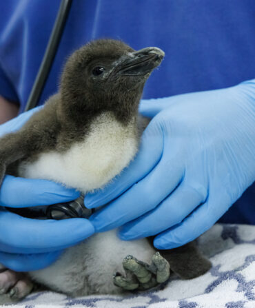 A penguin chick