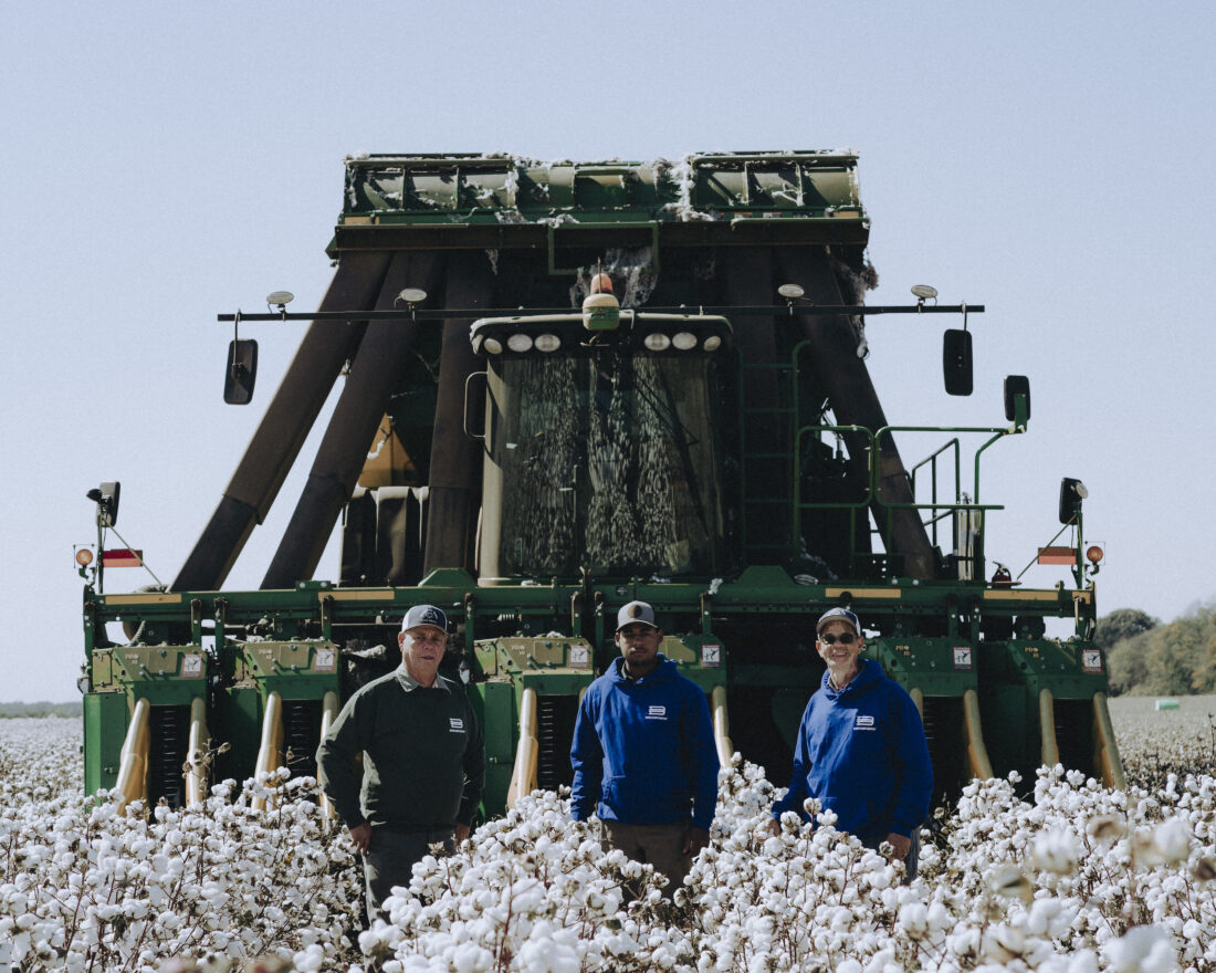 Three men stand in a cotton field