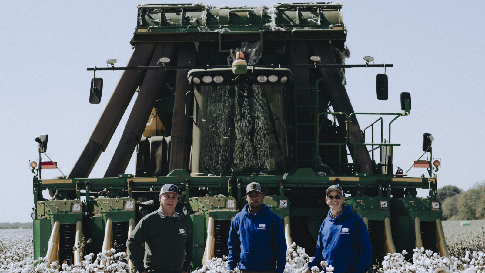 Three men stand in a cotton field