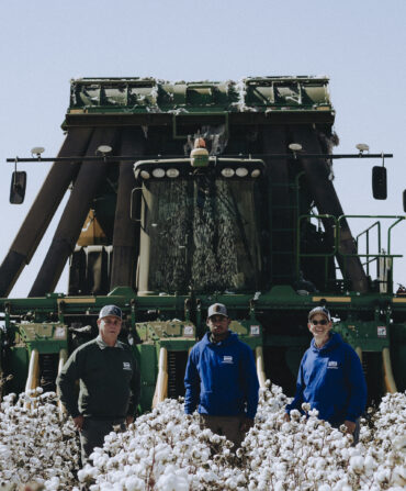 Three men stand in a cotton field