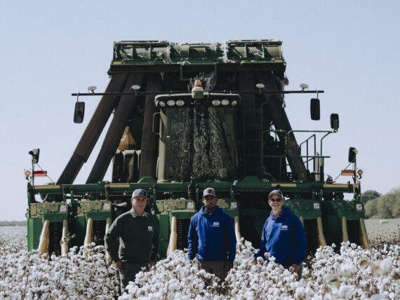 Three men stand in a cotton field