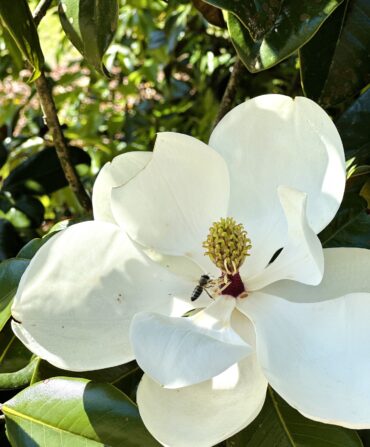 A blooming magnolia