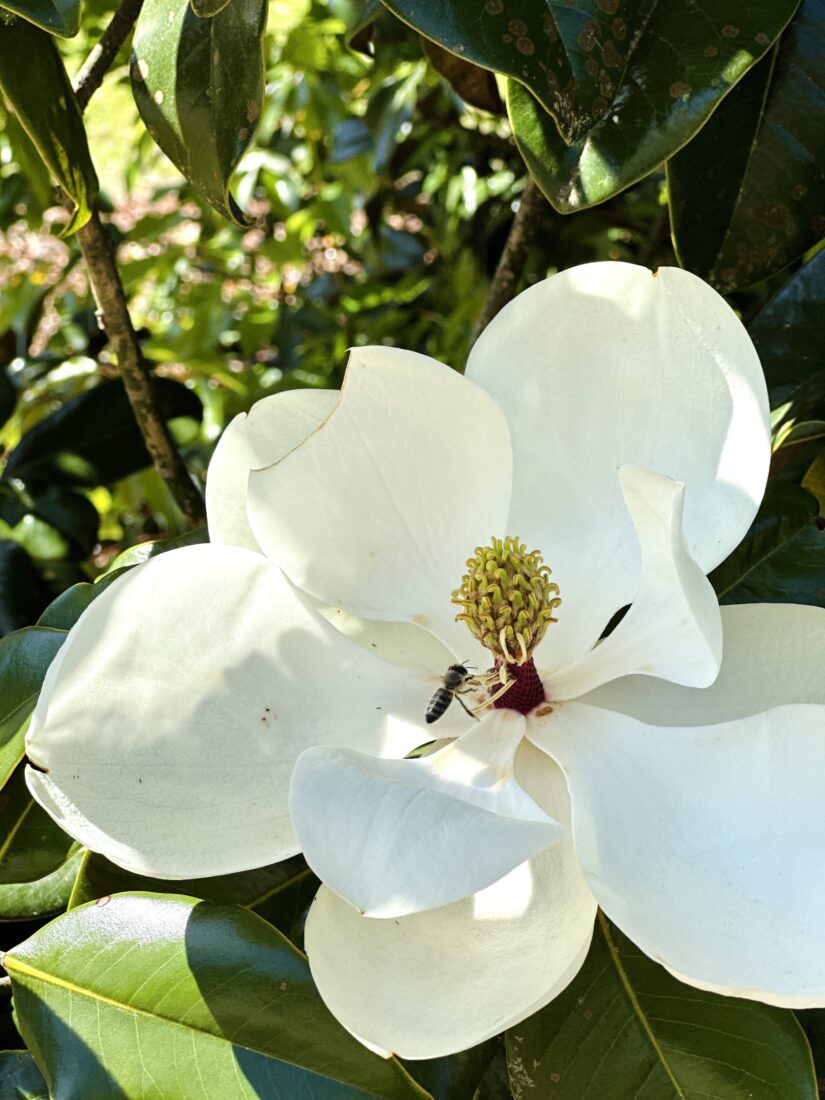 A blooming magnolia