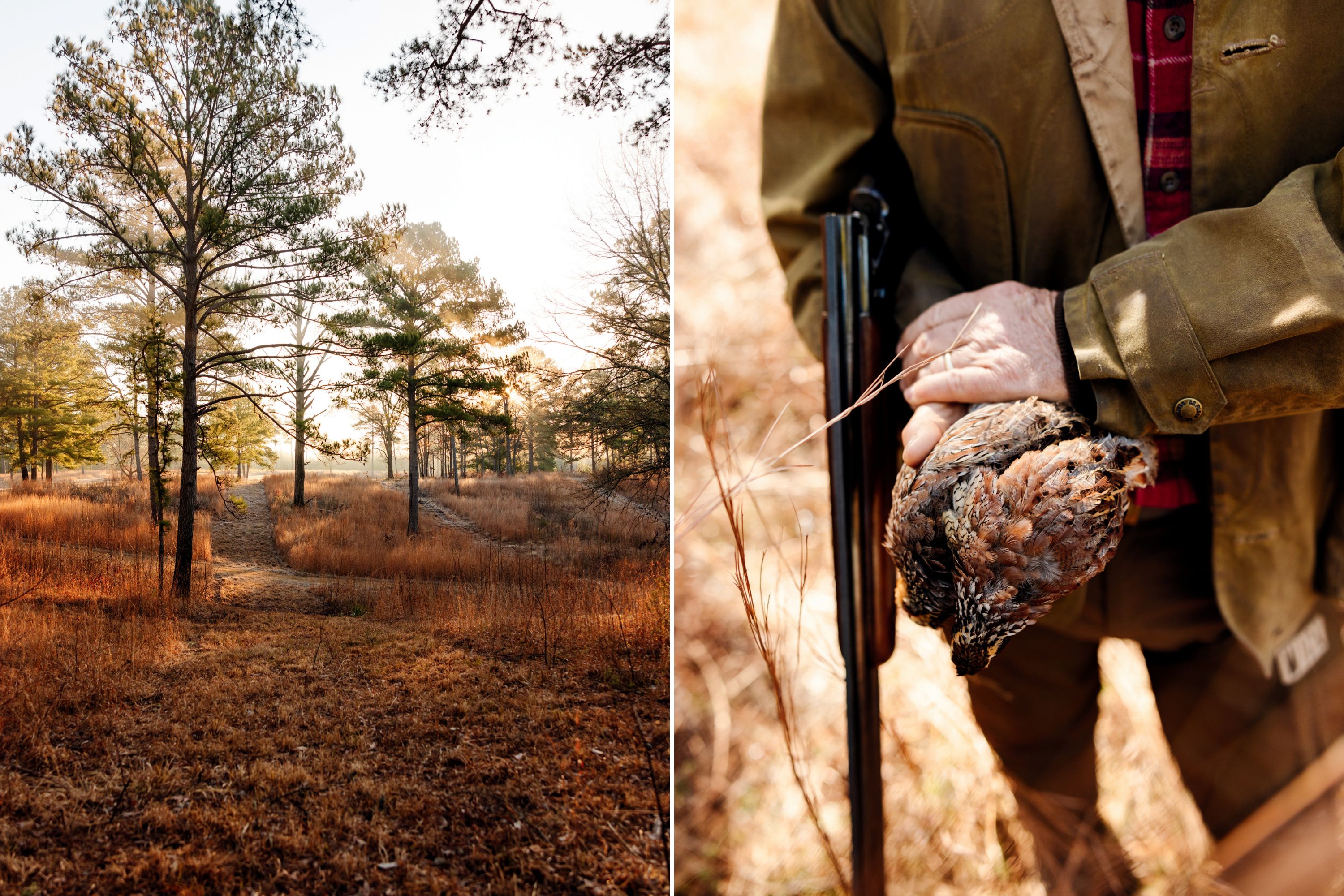 Morning light through a stand of trees; a man holds quail and a gun.