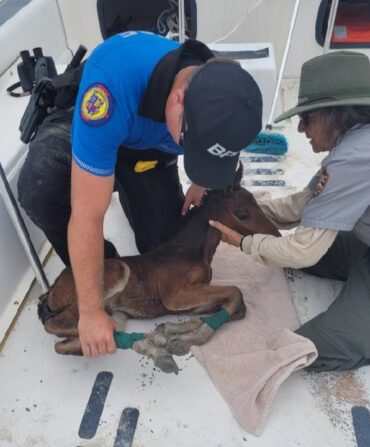 A foal receiving help on a boat.