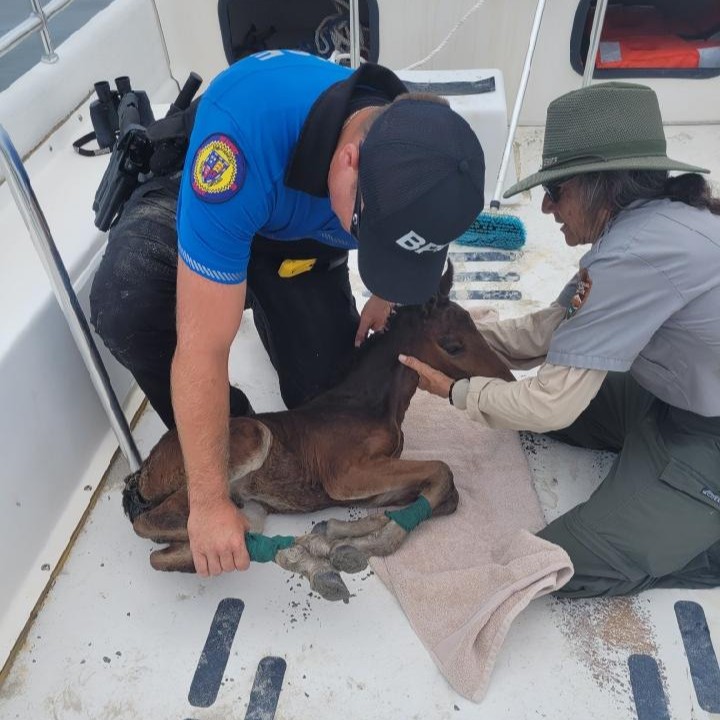 A foal receiving help on a boat.