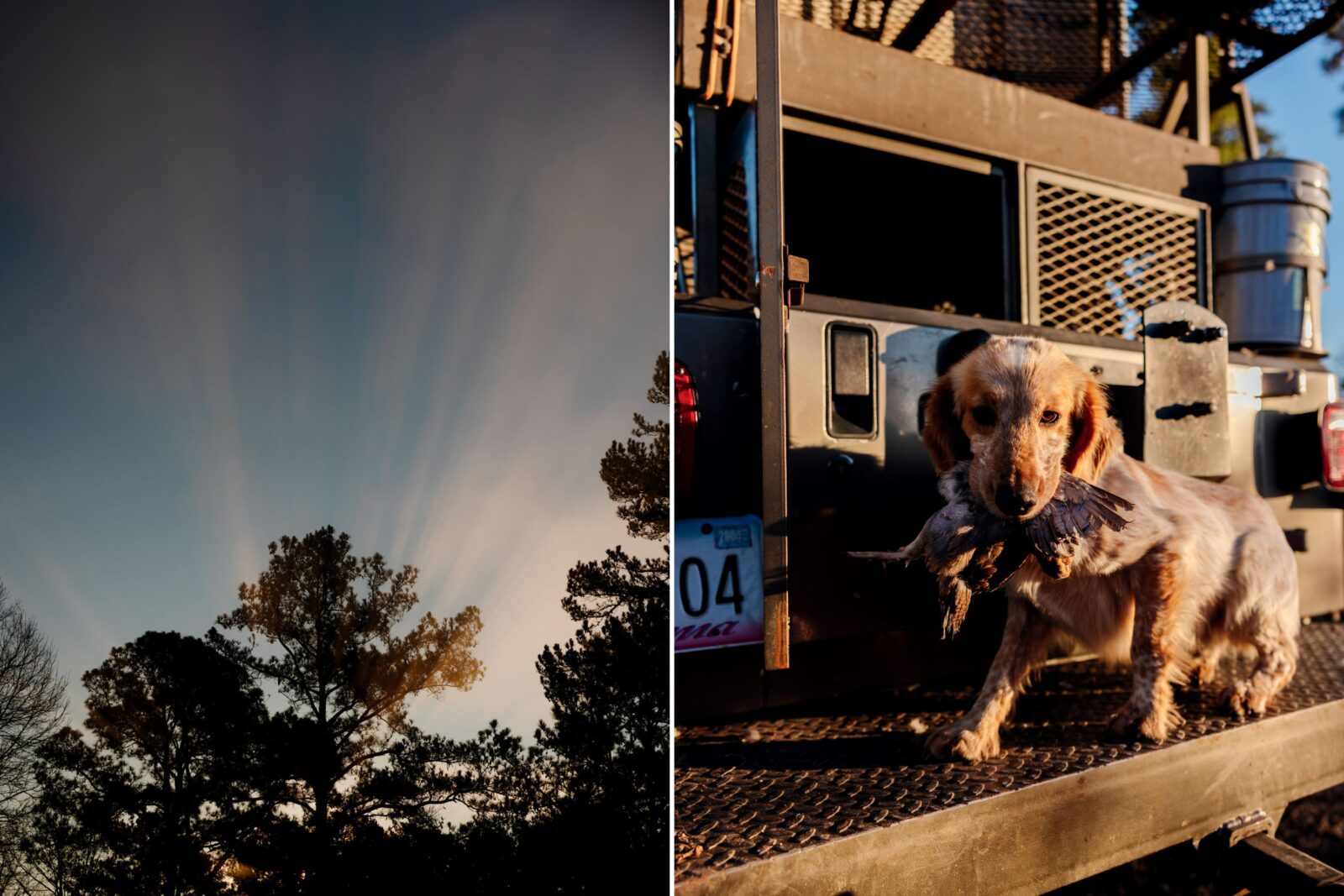 Light through trees; a dog holds a quail