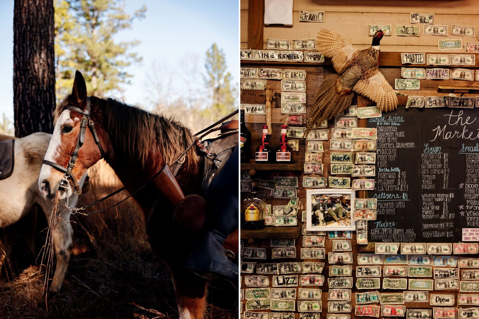 A horse eats hay; dollar bills on the wall of a room with a stuffed flying quail