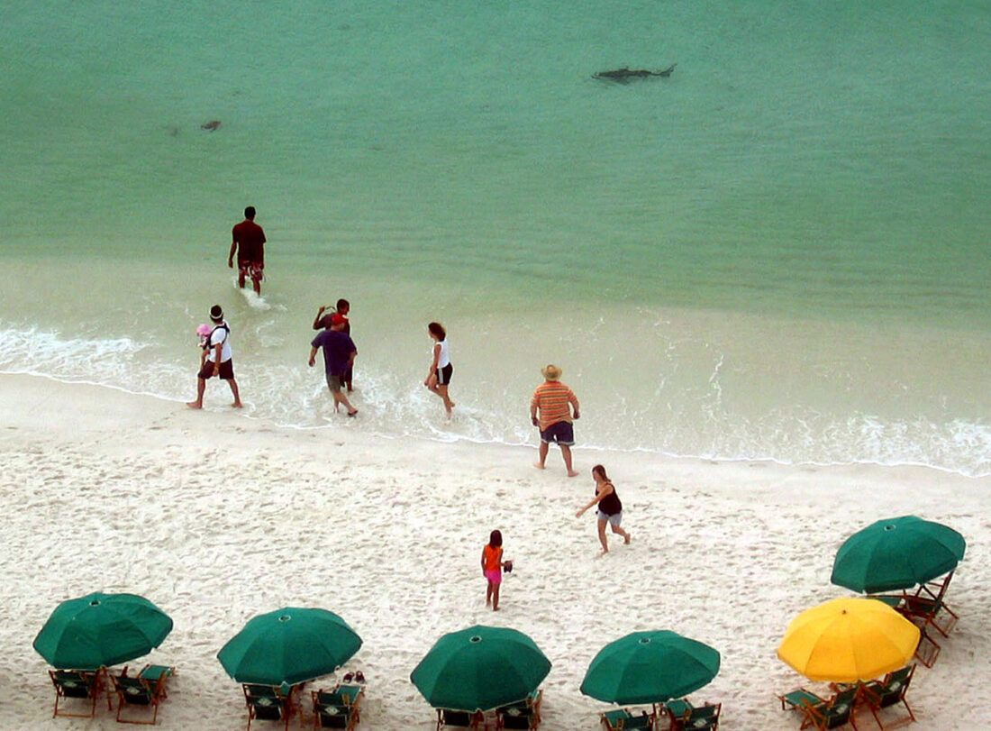 A beach with a shark in the water