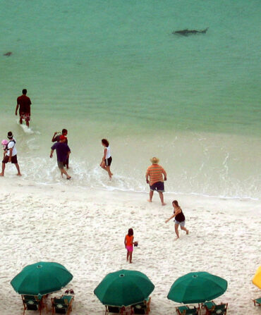 A beach with a shark in the water