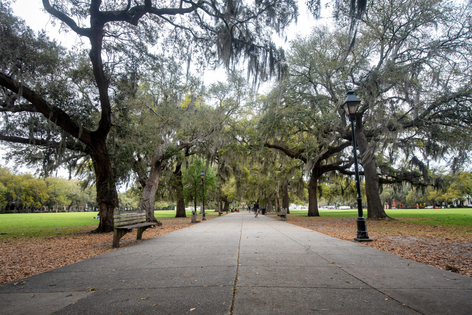 oak trees in Savannah