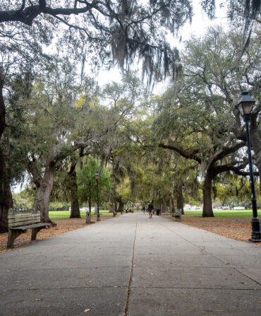 oak trees in Savannah