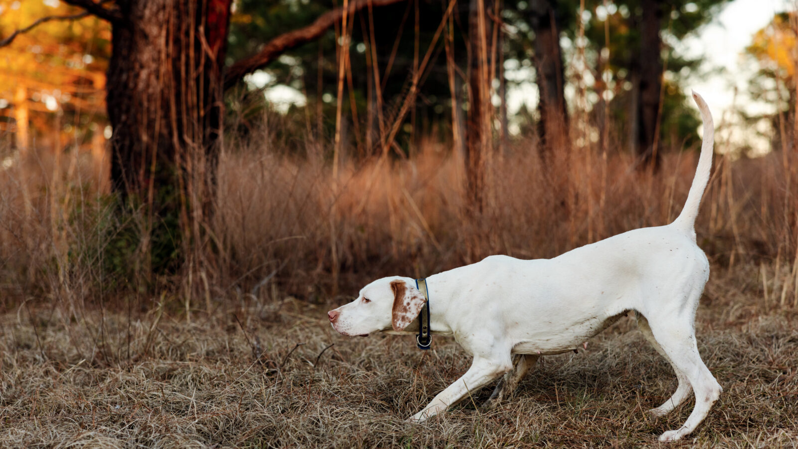 A white dog points in a field