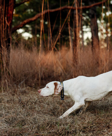 A white dog points in a field