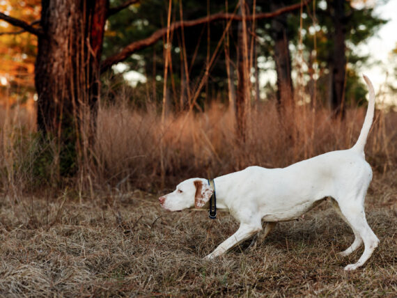 A white dog points in a field