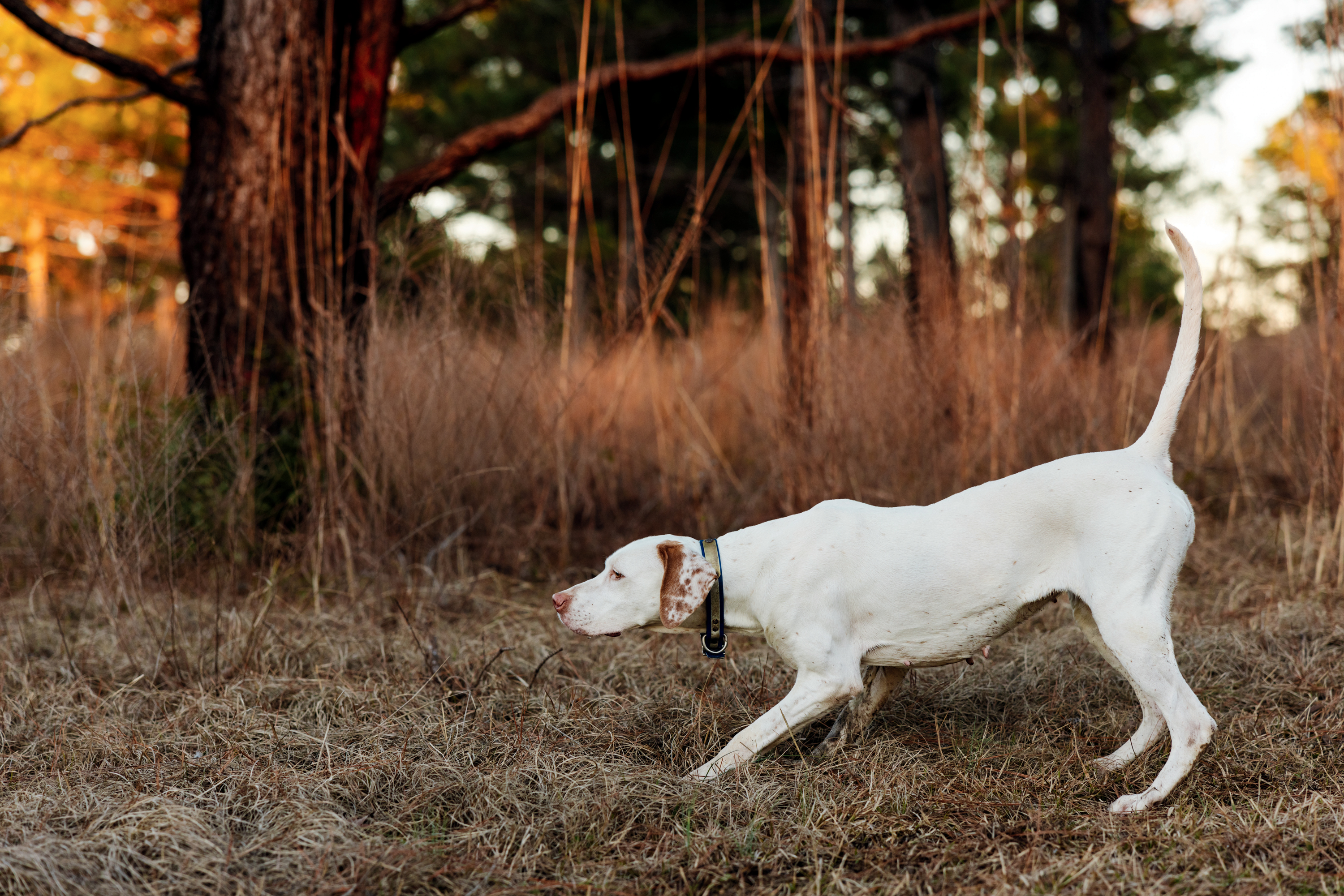 A white dog points in a field