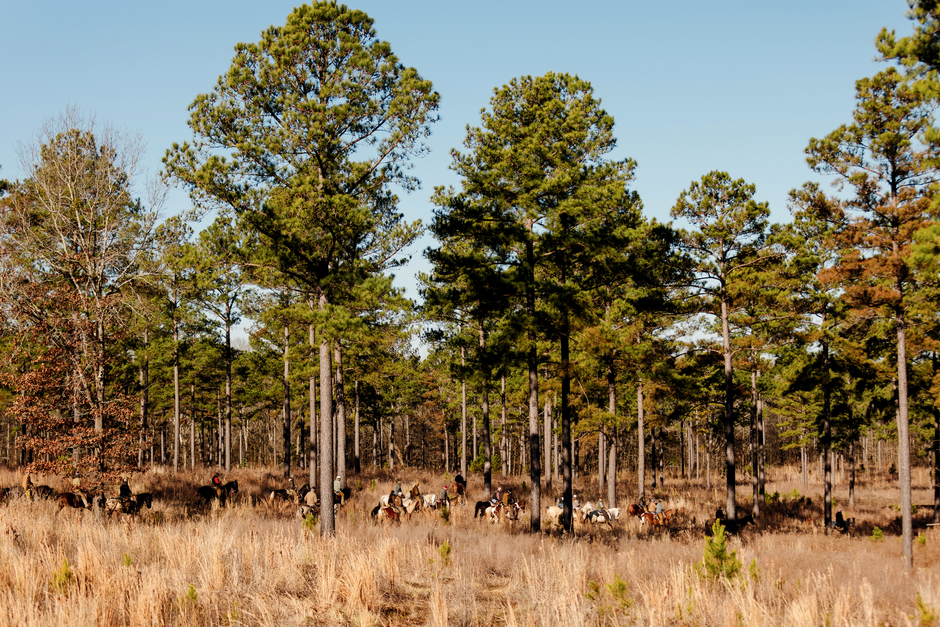 A group of people on horseback in a field with a stand of trees