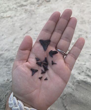 Shark teeth scattered across the palm of a hand