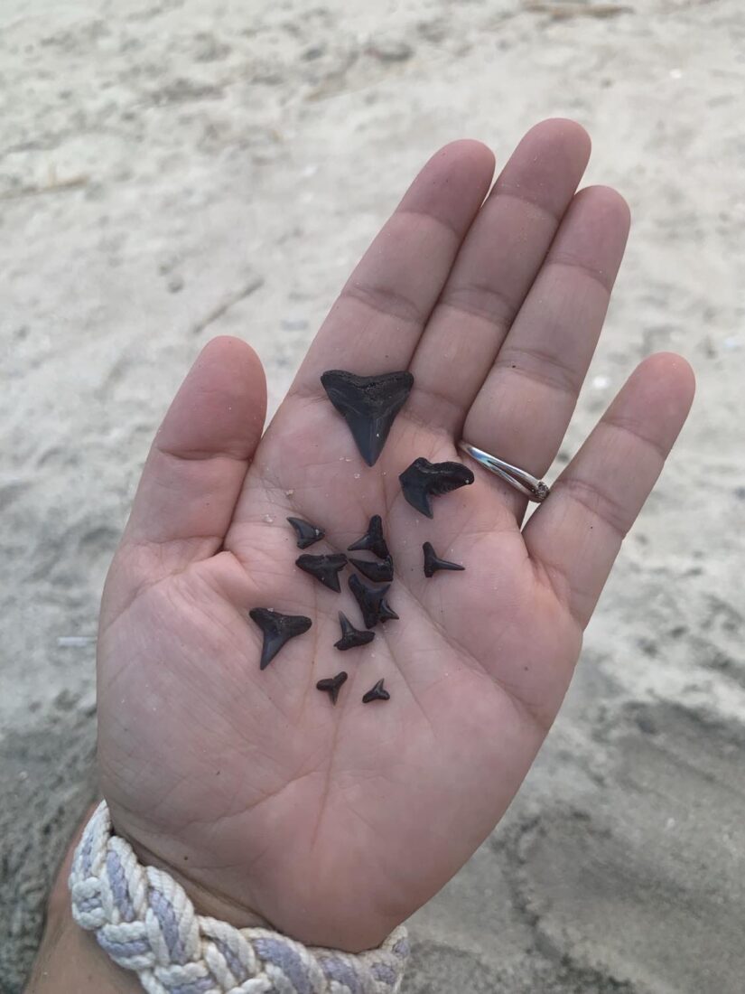 Shark teeth scattered across the palm of a hand